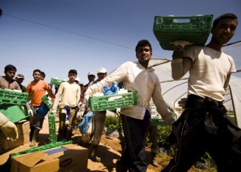 Οργανώνονται στα φραουλοχώραφα της οργής