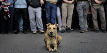 «Τα καλύτερα σκυλιά κουράστηκαν…»