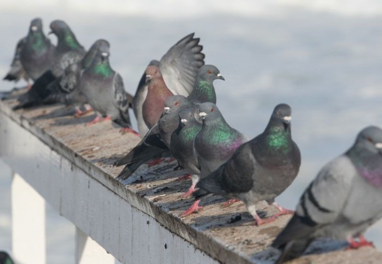 Τα περιστέρια βολεύτηκαν στην ευκολία!..