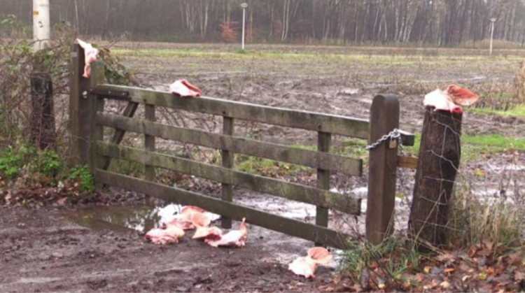 Τα γουρούνια και η δημοκρατία