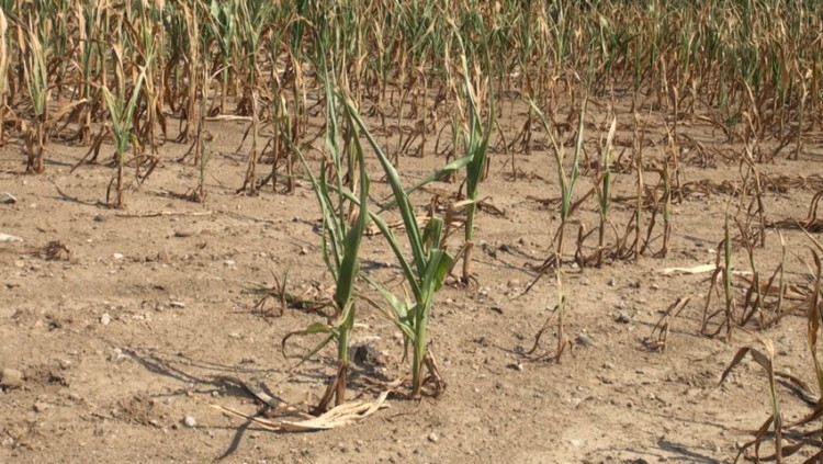 Ταξική αγροτική πολιτική ενίσχυσης του κεφαλαίου