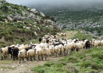 Καταρρέει η κτηνοτροφία στην Ήπειρο