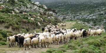 Καταρρέει η κτηνοτροφία στην Ήπειρο
