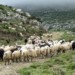 Καταρρέει η κτηνοτροφία στην Ήπειρο
