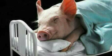 Τα μήλα, το γάλα και τα κότερα