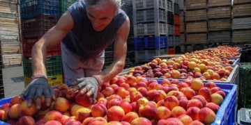 «Ματωμένα»ροδάκινα θέλουν οι μεγαλοπαραγωγοί