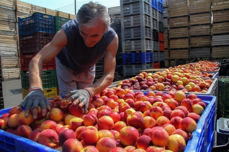 «Ματωμένα»ροδάκινα θέλουν οι μεγαλοπαραγωγοί