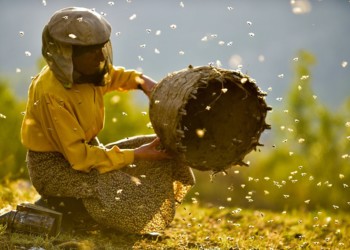 Ντοκιμαντέρ απαράμιλλης ομορφιάς η γη του άγριου μελιού