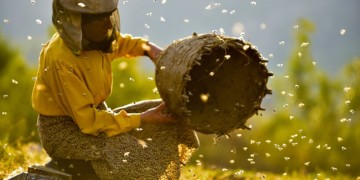 Ντοκιμαντέρ απαράμιλλης ομορφιάς η γη του άγριου μελιού