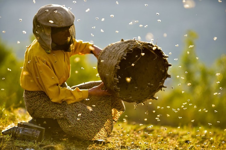 Ντοκιμαντέρ απαράμιλλης ομορφιάς η γη του άγριου μελιού