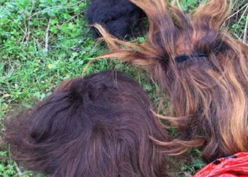 Και περούκες στον πόλεμο της προπαγάνδας