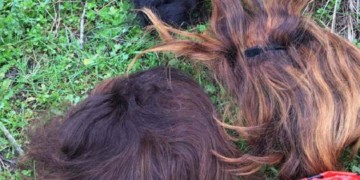 Και περούκες στον πόλεμο της προπαγάνδας