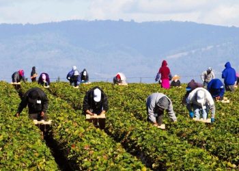 Εργάτες γης: Ένας «στρατός χωρίς δικαιώματα» κάθε χρόνο στην Ήπειρο