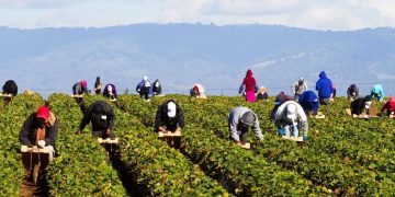 Εργάτες γης: Ένας «στρατός χωρίς δικαιώματα» κάθε χρόνο στην Ήπειρο