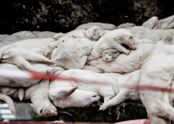 Μινκ: Τα εκτρέφουμε για γούνα, τα θανατώνουμε για την… υγεία μας