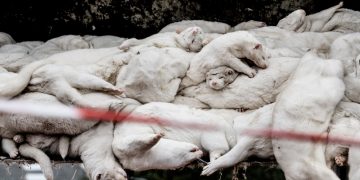 Μινκ: Τα εκτρέφουμε για γούνα, τα θανατώνουμε για την… υγεία μας