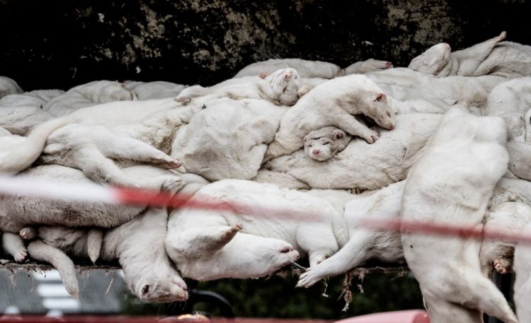 Μινκ: Τα εκτρέφουμε για γούνα, τα θανατώνουμε για την… υγεία μας