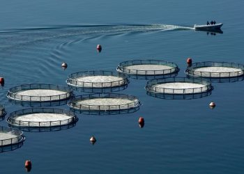 Ιχθυοκαλλιέργειες: Απολύσεις και συμφωνητικά εμπιστευτικότητας για αύξηση κερδών