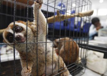 Το εμπόριο άγριας ζωής πλήττει βαριά την βιοποικιλότητα