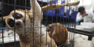 Το εμπόριο άγριας ζωής πλήττει βαριά την βιοποικιλότητα