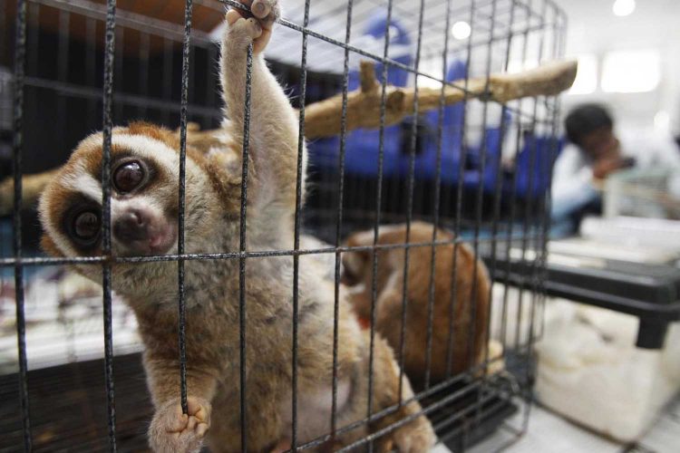 Το εμπόριο άγριας ζωής πλήττει βαριά την βιοποικιλότητα