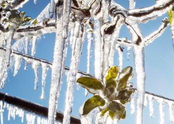 ΑΝΤΑΡΣΥΑ: Πλήρη και άμεση αποζημίωση των πληγέντων αγροτών από τον παγετό