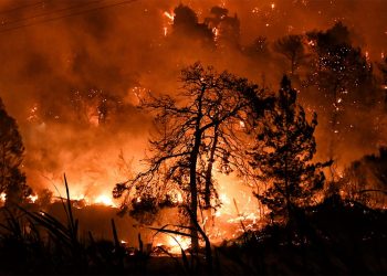 Καίει τα δάση η «ανάπτυξη»