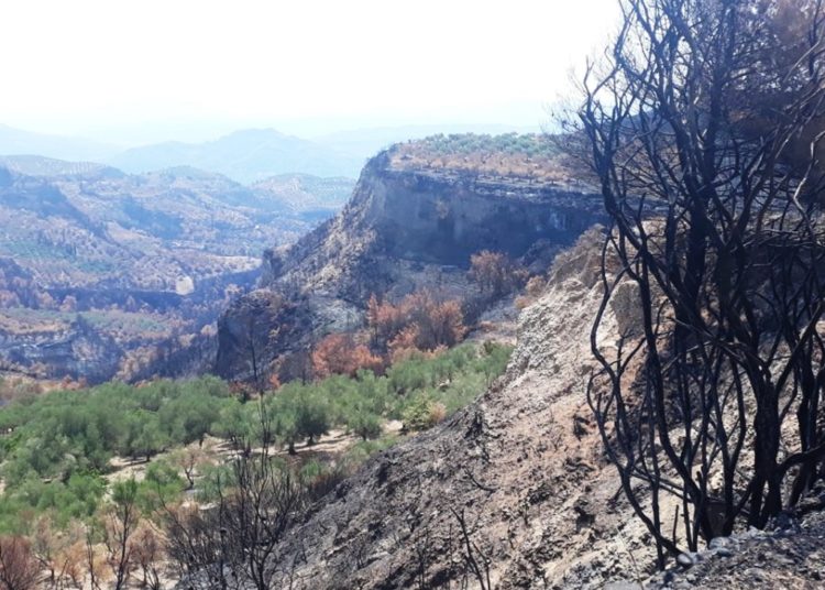 ΑΡΠΑ Δυτικής Ελλάδας: Περιοδεία στις πυρόπληκτες περιοχές της Ολυμπίας (φωτογραφίες)
