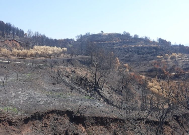 ΑΡΠΑ Δυτικής Ελλάδας: Περιοδεία στις πυρόπληκτες περιοχές της Ολυμπίας (φωτογραφίες)