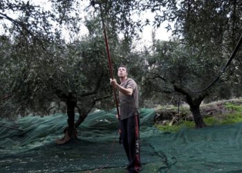 Ελαιόλαδο: «Χρυσός» για μεσάζοντες-βιομήχανους, τα… κουκούτσια οι παραγωγοί