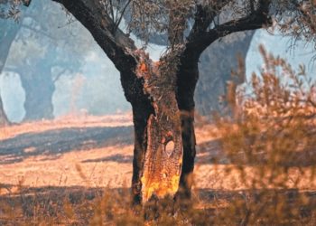 Πυρόπληκτοι ελαιοπαραγωγοί: Ξανά στον Προκρούστη του «Μητρώου Αγροτών»