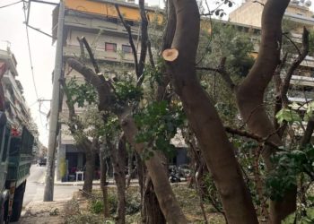 Αθήνα: Να μπεί φρένο στην καρατόμηση των δέντρων