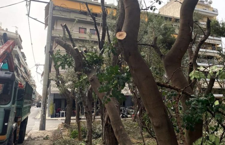 Αθήνα: Να μπεί φρένο στην καρατόμηση των δέντρων