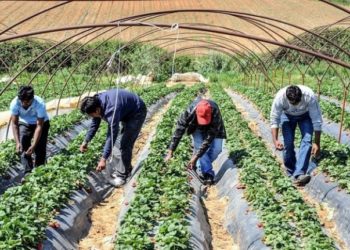Εργάτες γης: «Άγρια Δύση» για τους μετανάστες