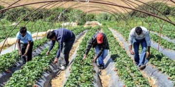 Εργάτες γης: «Άγρια Δύση» για τους μετανάστες