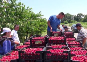 Αριστερή Παρέμβαση Θεσσαλίας: Νίκη στους αγώνες των εργατών γης για αυξήσεις στα μεροκάματα
