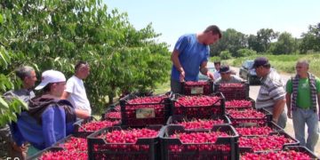 Αριστερή Παρέμβαση Θεσσαλίας: Νίκη στους αγώνες των εργατών γης για αυξήσεις στα μεροκάματα