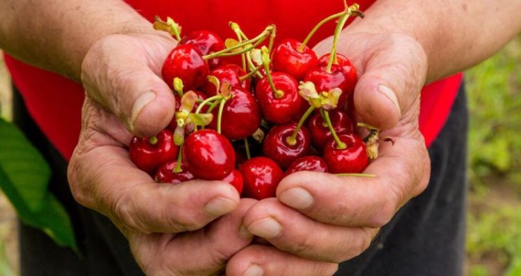 Θεσσαλία: Τα κεράσια μπολιάστηκαν με αγώνα!