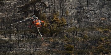 Δάσος Δαδιάς: «Εμπρησμός» από κυβέρνηση και τοπικό κράτος
