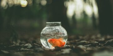 Τα χρυσοψαράκια  της γυάλας