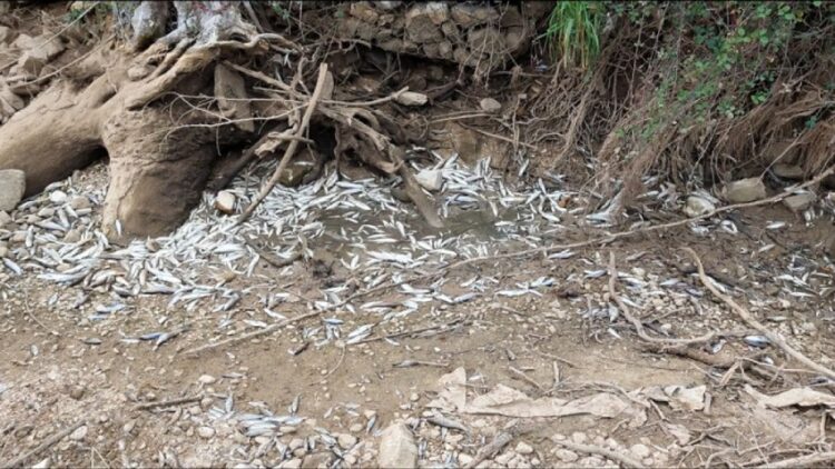 ΑΡΠΗ: Να παραιτηθούν για να σωθούν τα ποτάμια