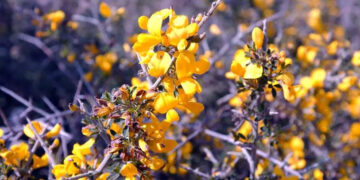 Ο Ευαγγελισμός των ασπαλάθων