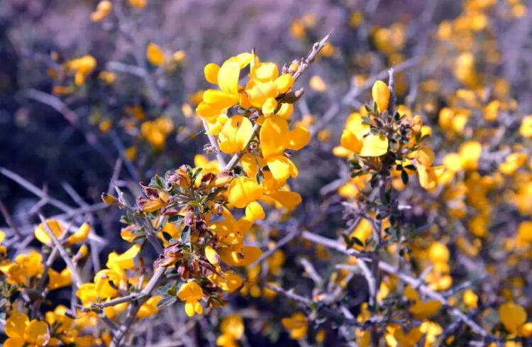 Ο Ευαγγελισμός των ασπαλάθων