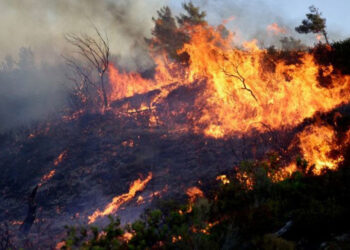 Πολιτικές εγκατάλειψης καίνε δάση και ζωές