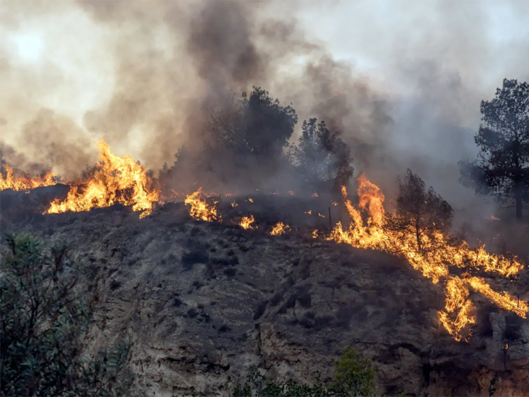 ΑΝΤΑΡΣΥΑ: Υπεράσπιση των δασών, κάτω η πολιτική που «καίει» τη ζωή μας