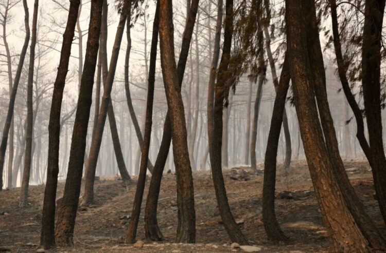 Δεκάδες απανθρακωμένοι μετανάστες: Ο άνθρωπος ΔΕΝ είναι προστατευόμενο είδος