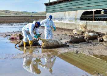 Νεκρά ζώα απο τη κακοκαιρία στη περιοχή Ραχούλα της Λάρισας. Πέμπτη 14 Σεπτεμβρίου 2023