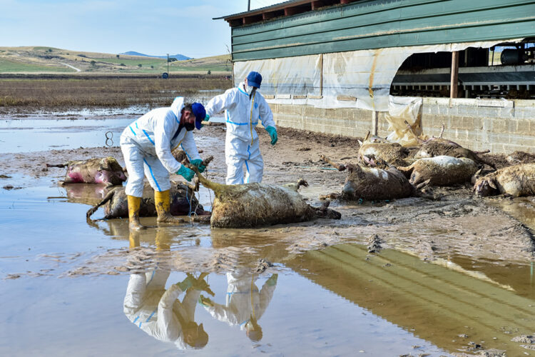 Νεκρά ζώα απο τη κακοκαιρία στη περιοχή Ραχούλα της Λάρισας. Πέμπτη 14 Σεπτεμβρίου 2023