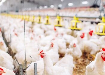 Central Farm: Απλήρωτοι επί μήνες μετανάστες εργάτες