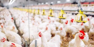 Central Farm: Απλήρωτοι επί μήνες μετανάστες εργάτες